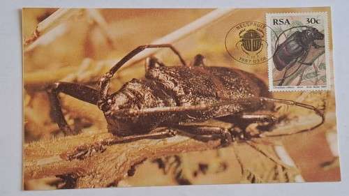 1987 -  South Africa -  Beetles-Kewers  -  Maximum Card