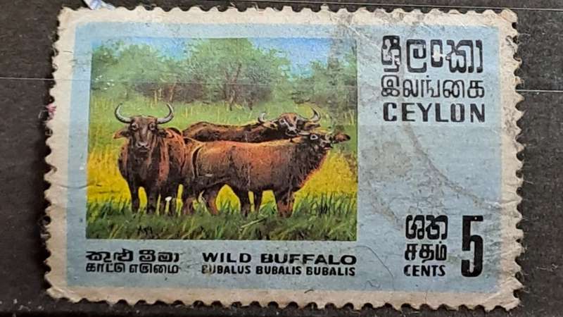 1970 - Ceylon (Sri Lanka) - 5 - Wild Buffalo