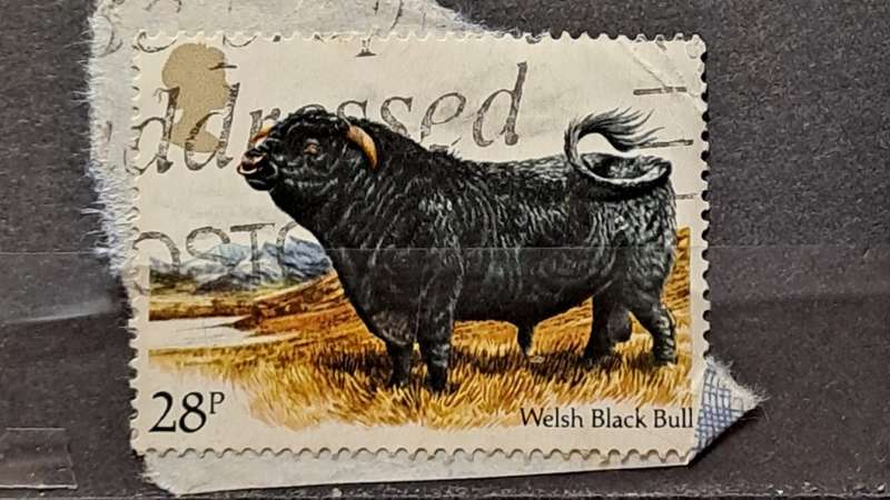 1984 - UK - 28 - Welsh Black Bull