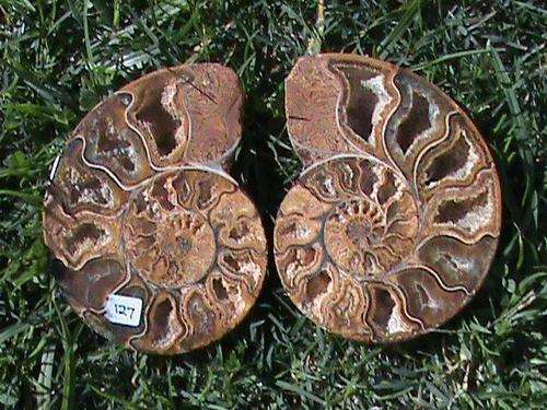 PERFECT LARGE- MEDUIM AMMONITE FOSSIL PAIR