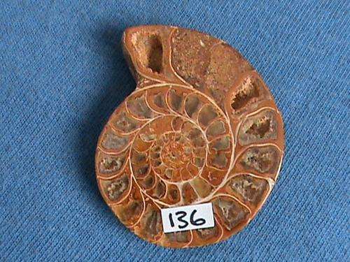 A GRADE SINGLE AMMONITE FOSSIL