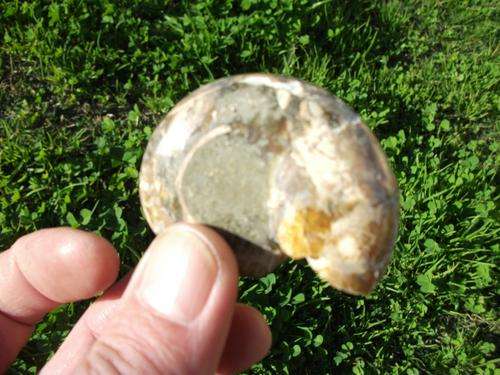 SMALL AMMONITE FOSSIL