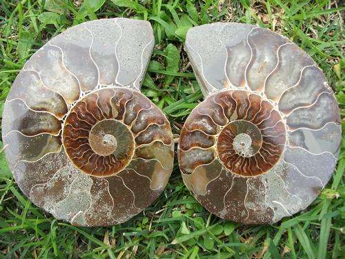 LARGE FOSSIL AMMONITE PAIR...120 MILLION YEAR OLD