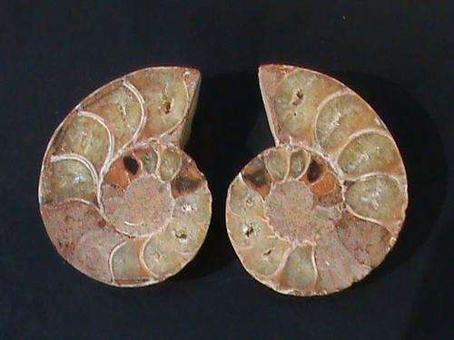 120 MILLION YEAR OLD FOSSIL AMMONITE PAIR.....meduim large size