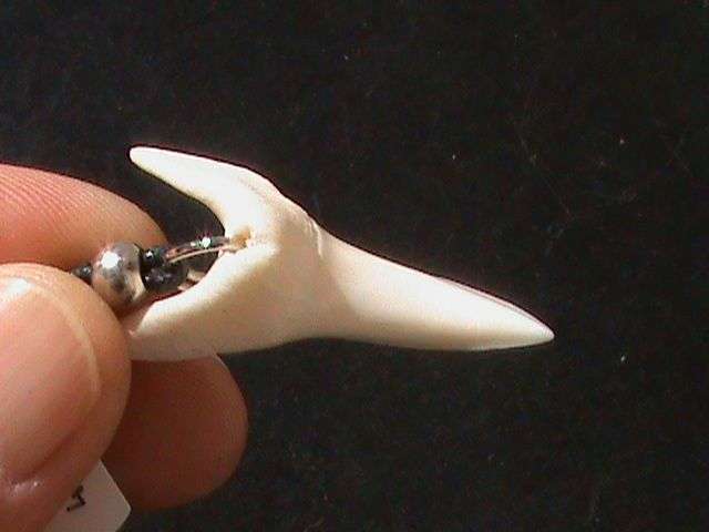 MACO SHARK TOOTH NECKLACE