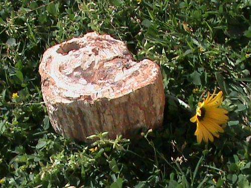 PETRIFIED WOOD FOSSIL... ABOUT 120 MILLION YEARS OLD... 2 SIDES POLISHED...