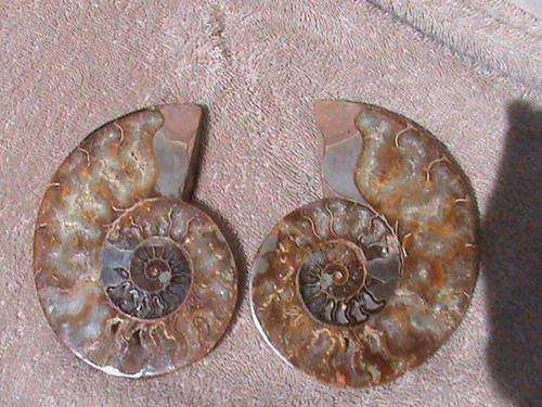 A-GRADE LARGE AMMONITE PAIR... +-120 MILLION YEARS OLD... MADAGASCAR...!!!