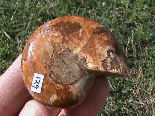 WHOLE AMMONITE FOSSIL ...FROM MADAGASCAR