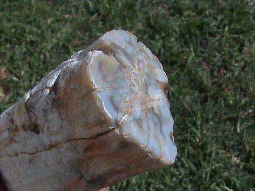 FOSSIL WOOD....BRANCH ..PETRIFIED ...