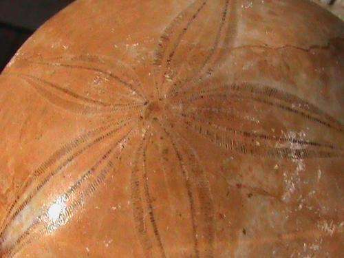 FOSSIL PANSY SHELL...120 MILLION YEARS OLD.  MADAGASCAR