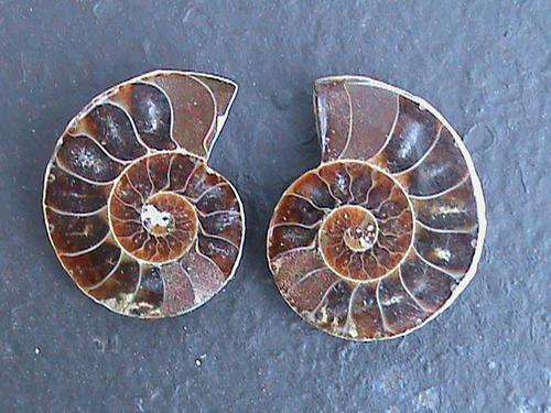 AA GRADE FOSSIL AMMONITE PAIR....MADAGASCAR