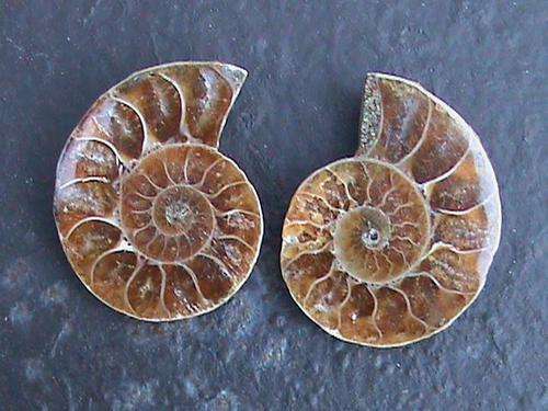AA GRADE AMMONITE FOSSIL PAIR..