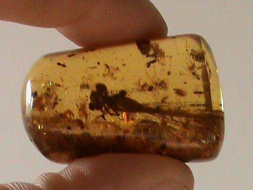 AMBER WITH DRAGON FLY.......OTHER INSECTS