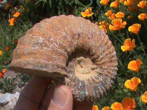 LARGE WHOLE FOSSIL AMMONITE....160 MILLION YEARS OLD