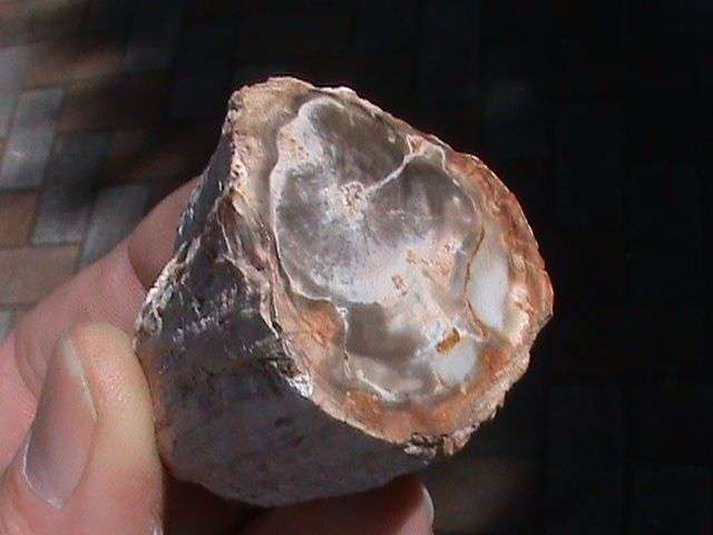 PETRIFIED WOOD FOSSIL    .   FROM MADAGASCAR