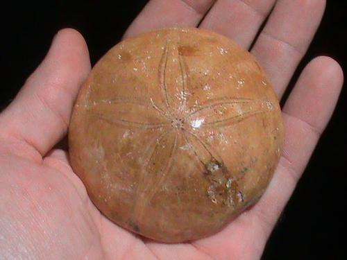 LARGE FOSSIL PANSY SHELL.120 MILLION YEARS OLD.  MADAGASCAR