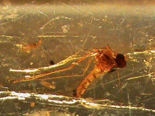 COPAL AMBER.....WITH INSECTS.   MADAGASCAR