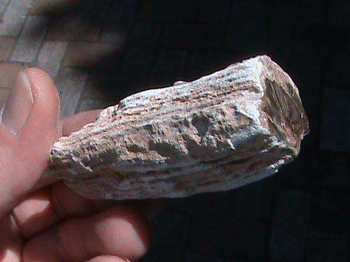 FOSSIL WOOD BRANCH ...............