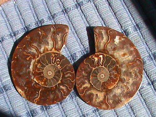 FOSSIL AMMONITE PAIR....120 MILLION YEARS OLD