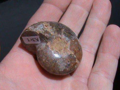 FOSSIL AMMONITE ....120 MILLION YEARS OLD