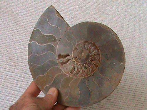 EXTRA LARGE AMMONITE FOSSIL PAIR