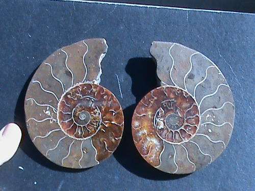 LARGE  FOSSIL  AMMONITE  PAIR ... .120 MILLION YEARS OLD