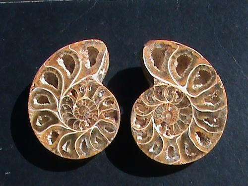 AA GRADE QUALITY FOSSIL AMMONITE PAIR.   120 MILLION YEARS OLD