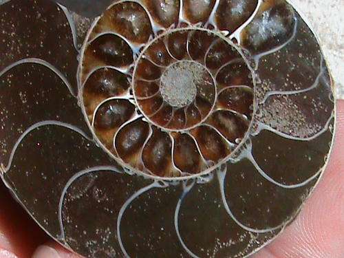 AA GRADE SINGLE AMMONITE  FOSSIL
