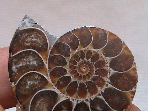 AA GRADE FOSSIL AMMONITE PAIR