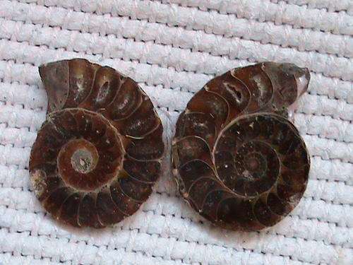 FOSSIL AMMONITE PAIR....SLIGHT DAMAGE, SPECIAL PRICE ! ;)
