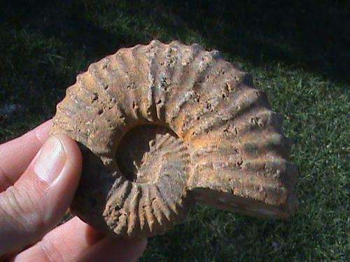 LARGE RARE WHOLE AMMONITE FOSSIL.