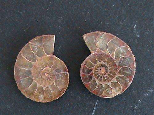 AMMONITE FOSSIL PAIRS.