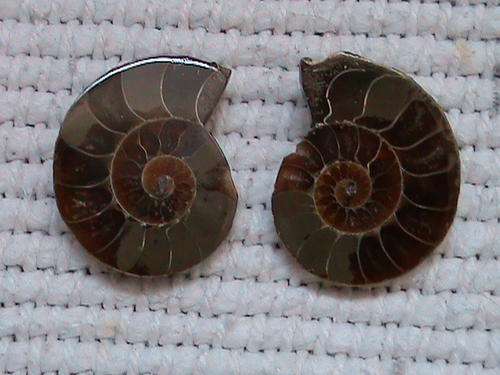 AMMONITE FOSSIL PAIR