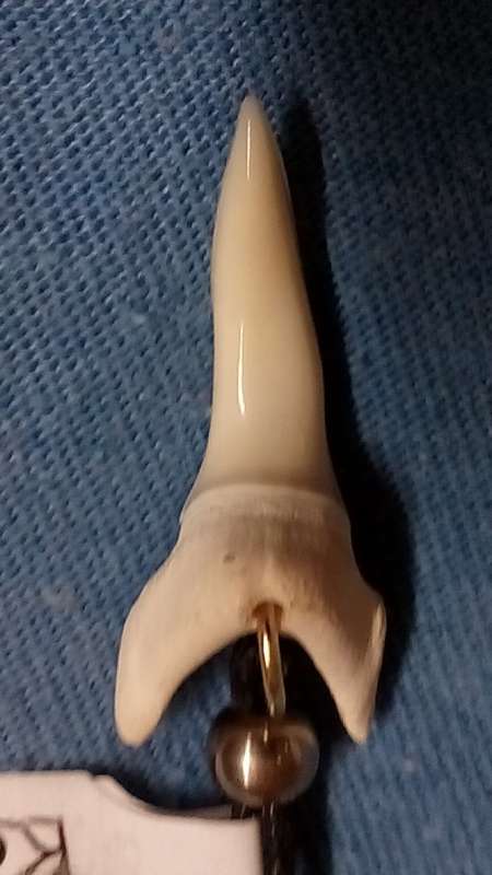 GENUINE MAKO SHARKS TOOTH NECKLACE.  60 CM LONG