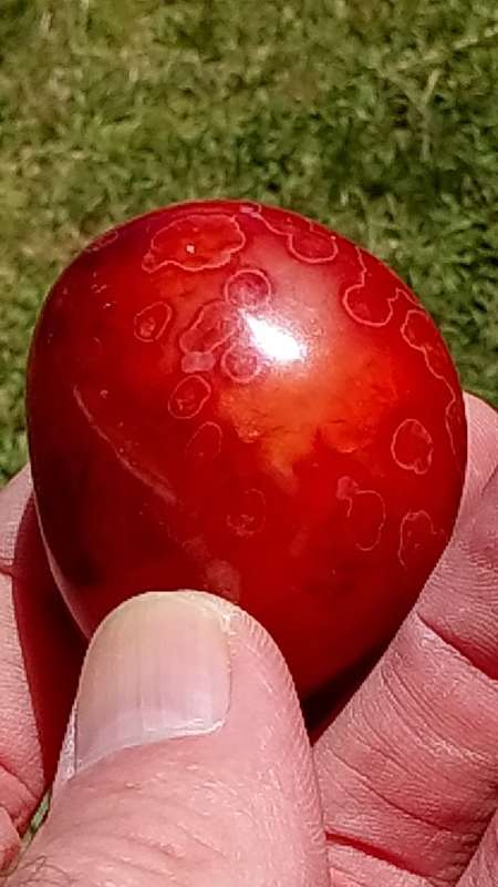 A GRADE CARNELIAN GALET.  BRIGHT ORANGE RED COLOURS