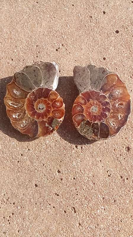 A GRADE AMMONITE FOSSIL PAIR.  PERFECT SPIRAL AND CHAMBERS.