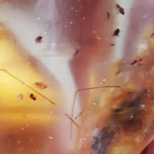 HUGE COPAL AMBER.  INSECTS AND OTHER INCLUSIONS. PARTLY POLISHED. GOOD PRICE!!