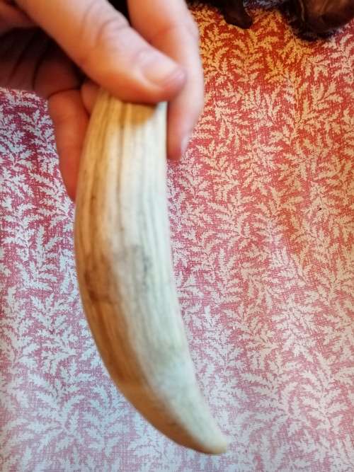 1 Warthog Tusk
