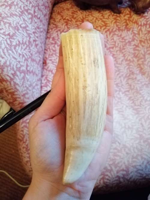 1 Warthog Tusk