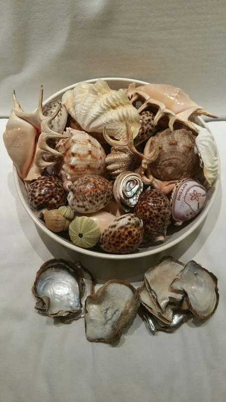 A Fantastic Collection of Shells, Including Cowrie shells and a Book on Shells