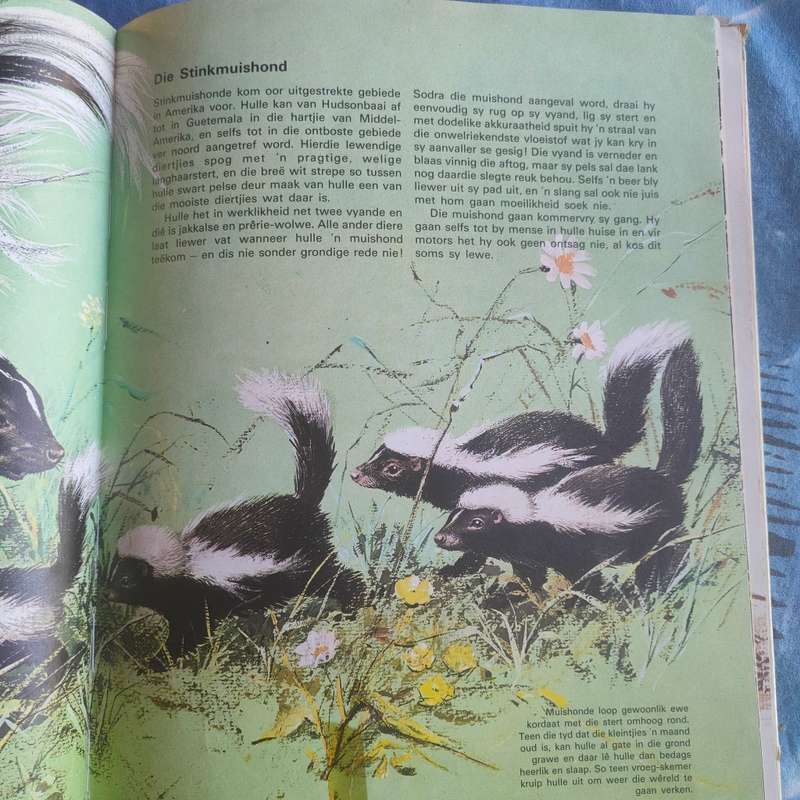 Babadiertjies van die Amerikas - Hardeband A3 grootte boek