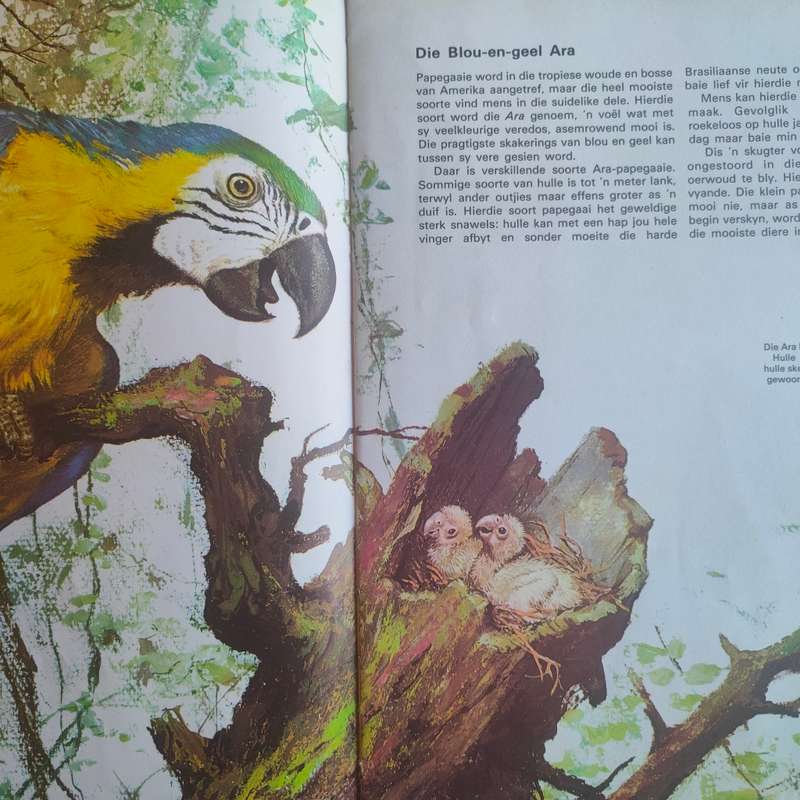 Babadiertjies van die Amerikas - Hardeband A3 grootte boek