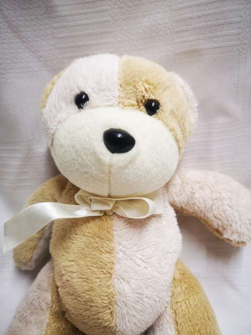 Cute little bear on auction from only R1