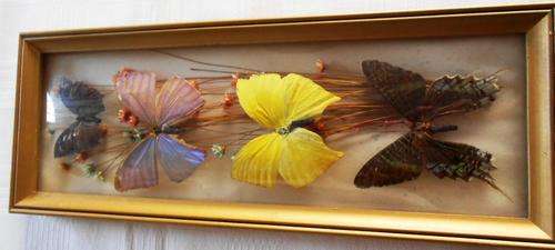 Copacabana Souvenir - Brasil Butterflys