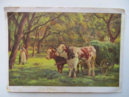 VINTAGE POSTCARD CATTLE AND STAMP