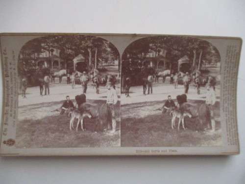 VICTORIAN - STEREOSCOPE CARD -  ALL SORTS AND SIZES - 1800`S