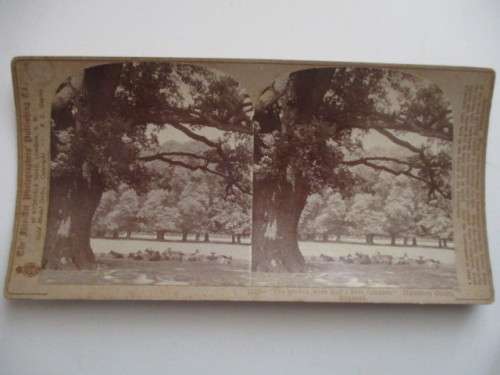 VICTORIAN - STEREOSCOPE CARD - THE GROVES WERE ..... 1800`S