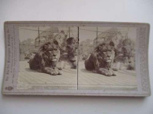 VICTORIAN - STEREOSCOPE CARD - LION VICTOR - 1800`S