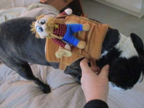 LOVELY MINI SHERIFF HORSE RIDER - FOR IETHER BOSTON - PUG - STAFFIE ETC