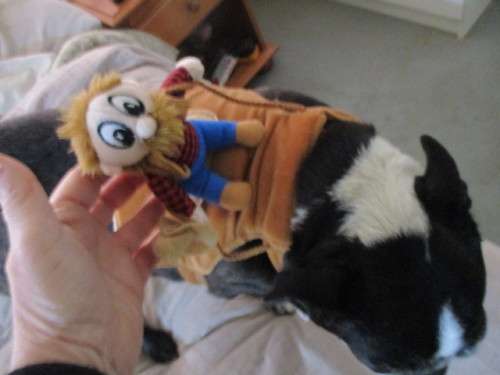 LOVELY MINI SHERIFF HORSE RIDER - FOR IETHER BOSTON - PUG - STAFFIE ETC